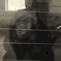 A chimpanzee holding a cigarette, nodding slowly in approval.